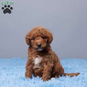 Chill, Goldendoodle Puppy